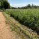 Police were called to Paxton Pits Nature Reserve, Little Paxton, near St Neots, at about 7.40am on Thursday (29 June) after the woman was found unconscious by dog walkers.