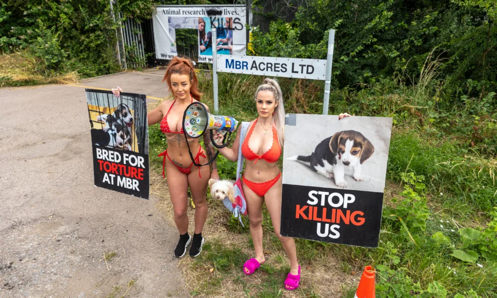 Babestation Zoe Grey and Stella Paris turn up to raise awareness of animal testing at MBR Acres, Bailiffs on behalf of Mills and Reeves throw papers at people in an attempt to serve them but just litter the highway. MBR Acres, Huntingdon Monday 10 July 2023. PHOTO: Terry Harris