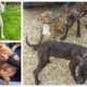 Fenland District Council has released photos of some of the dogs abandoned in recent months. They believe breeders, unable to sell puppies, are to blame.