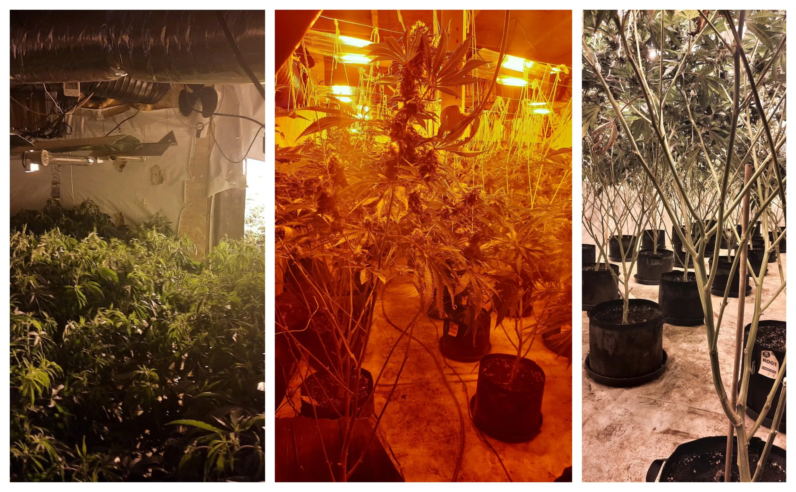 Cannabis plants – 1,375 of them – found by police at Shelford Bottom near Cambridge.