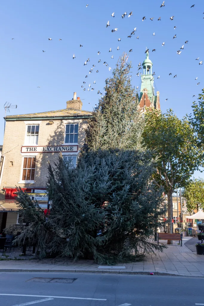 Christmas Tree, Town Centre, March Saturday 11 November 2023. Picture by Terry Harris.