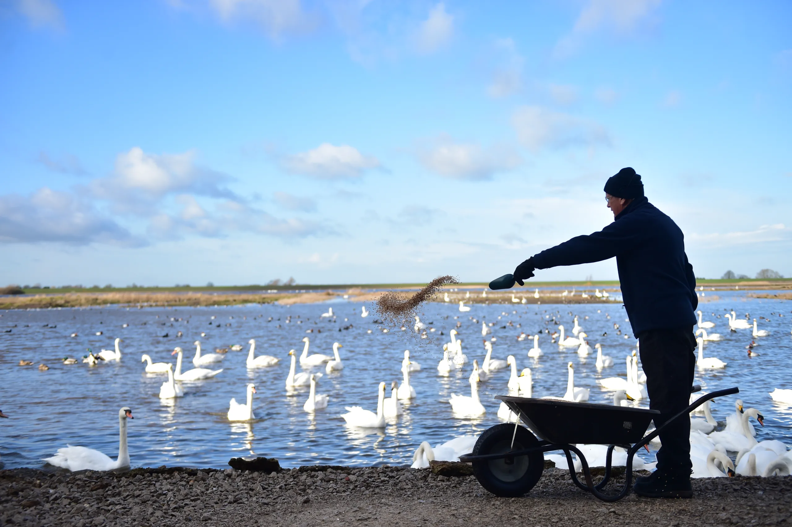 Welney swan feed PHOTO: Steve Jones