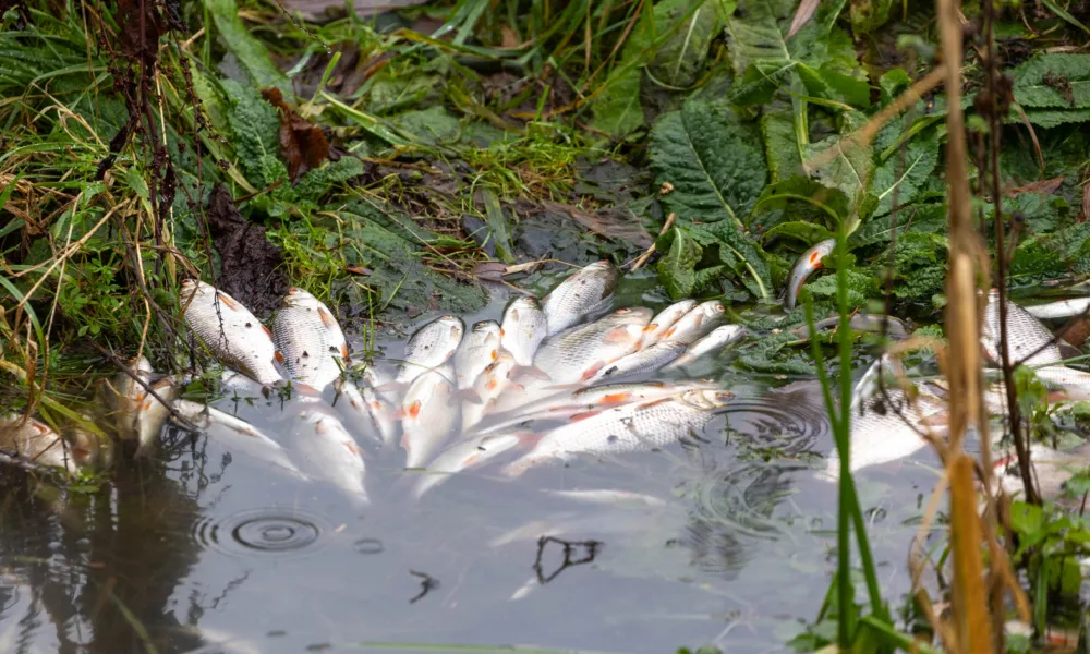 Environmental catastrophe: Pollution has killed thousands of fish in Peterborough streams PHOTO: Terry Harris