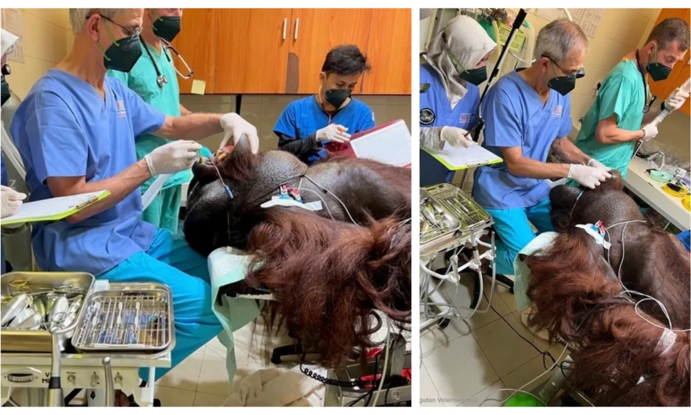 Cambridge vet uses dentistry skills at orangutan rescue and rehabilitation centre.