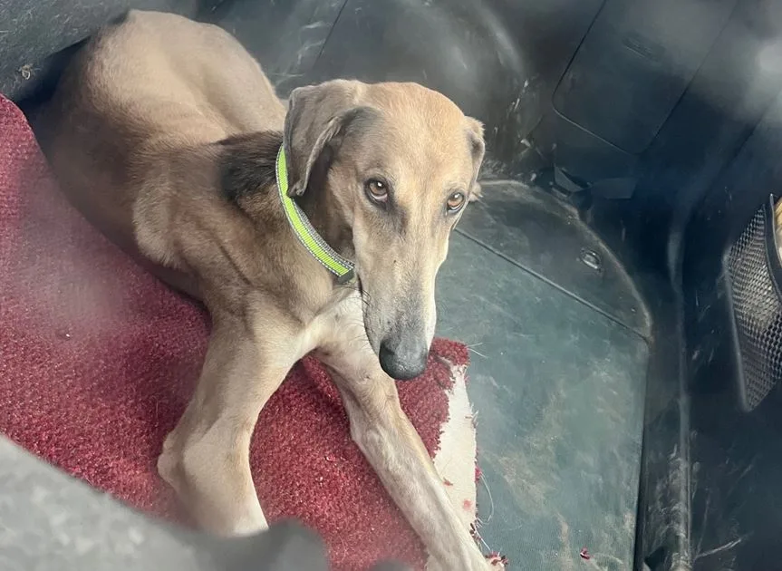 One of the lurchers rescued by police; it will be rehomed