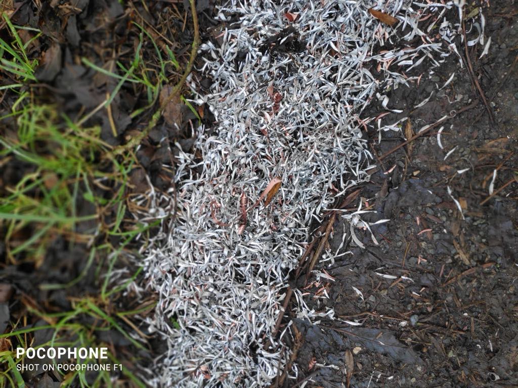 Photos of the razor-sharp metal shavings that appeared on Tuesday on this popular path in March, Cambridgeshire. 