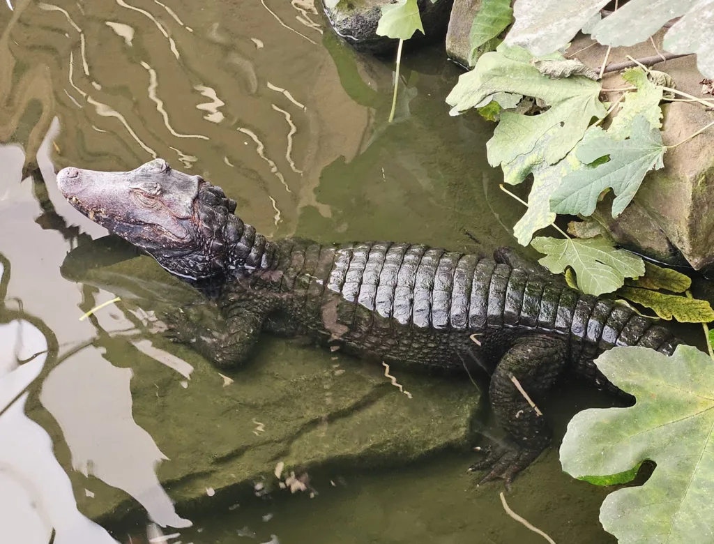 Shepreth Wildlife Park is one of the region’s top tourist attractions. It has a huge of variety of animals and is a great place to visit. PHOTO: Nicky Still 