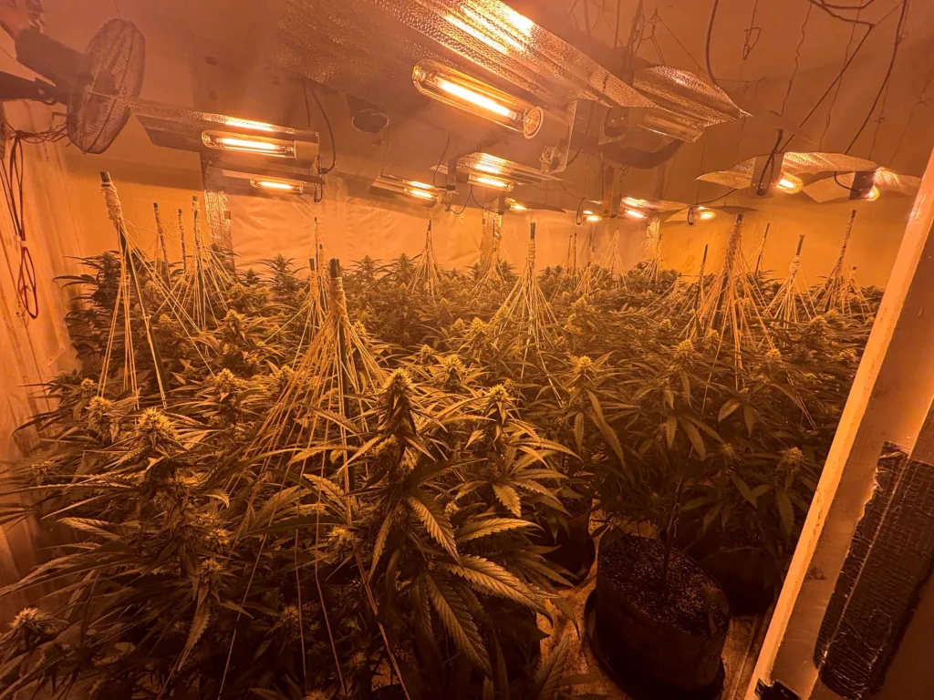 More arrests can be expected as police probe cannabis factories operating in Wisbech, across Peterborough and in the village of Doddington near March. 