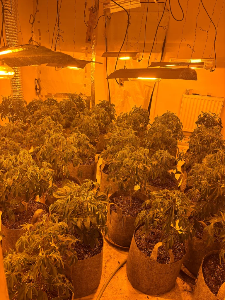 More arrests can be expected as police probe cannabis factories operating in Wisbech, across Peterborough and in the village of Doddington near March. 