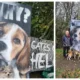 Camp Beagle wishes to close down MBR Acres, a huge beagle breeding factory near Huntingdon, which supplies about 2,000 puppies a year to toxicology testing laboratories across the UK PHOTO: Camp Beagle