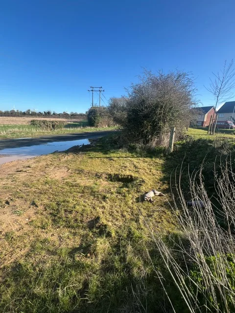 The circumstances in which were the cats were found at Balsham near Cambridge is being treated as suspicious Photos: RSPCA