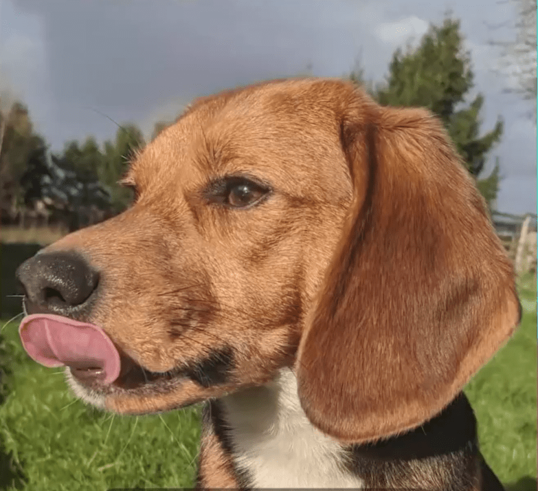 Animal Rising – formerly Animal Rebellion – has taken up protests begun by Camp Beagle over animal testing at MBR Acres, Wyton near Huntingdon. Here is Max, one of the freed beagles. PHOTO: Animal Rising