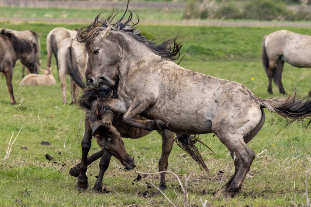 Konik ponies at Wicken Fen. PHOTO: Bav Media