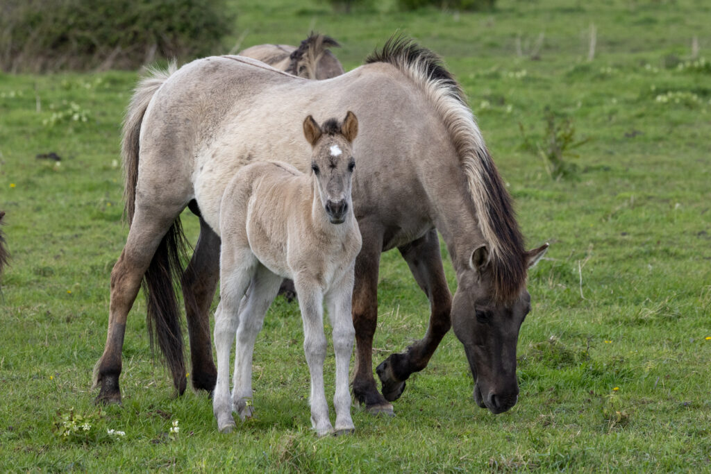 Konik ponies at Wicken Fen. PHOTO: Bav Media