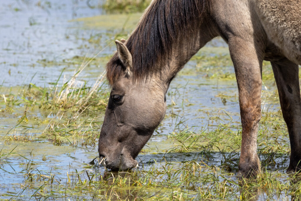 Konik ponies at Wicken Fen. PHOTO: Bav Media