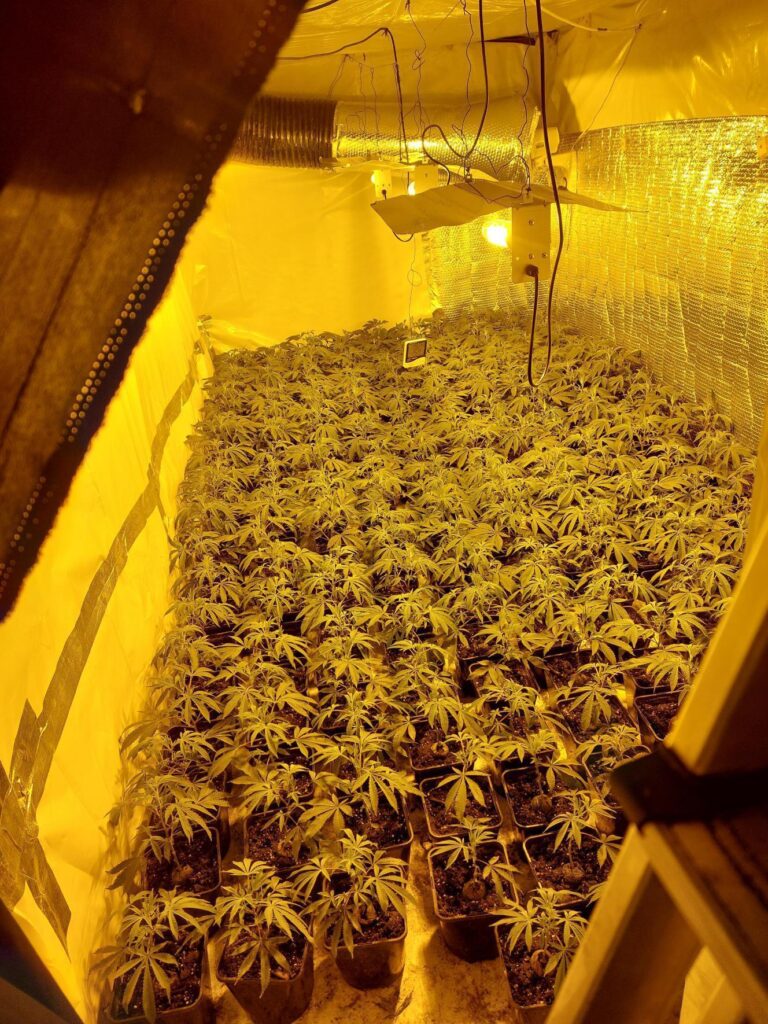 Two potential victims of modern slavery have been safeguarded as a cannabis factory worth more than £1.5million was seized in Graveley.