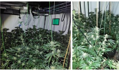 Arnoldas Stasys had 67 cannabis plants growing in his home at Doddington when police raided it