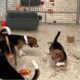 Dogs in a playroom at MBR Acres, Wyton, Cambridgeshire. Understanding Animal Research says because dogs are primarily used to test new medicines for safety and efficacy, they are used mostly by pharmaceutical companies and contract research organisations, which do specialised animal research on behalf of other organisations. PHOTO: Understanding Animal Research