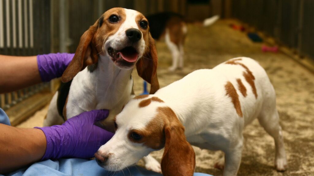 Dogs in a playroom at MBR Acres, Wyton, Cambridgeshire. Understanding Animal Research says because dogs are primarily used to test new medicines for safety and efficacy, they are used mostly by pharmaceutical companies and contract research organisations, which do specialised animal research on behalf of other organisations. PHOTO: Understanding Animal Research