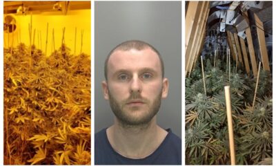 Renaldo Denollari of Elderberry Close, Ely, grew cannabis in 2 bedrooms and his loft in Ely. He has been jailed