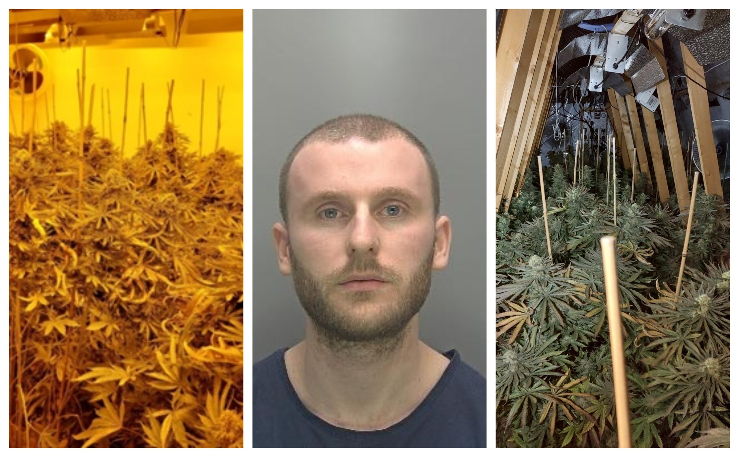 Renaldo Denollari of Elderberry Close, Ely, grew cannabis in 2 bedrooms and his loft in Ely. He has been jailed