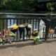 Flowers left on Peterborough town bridge after a man drowned after he jumped into the River Nene to escape police.