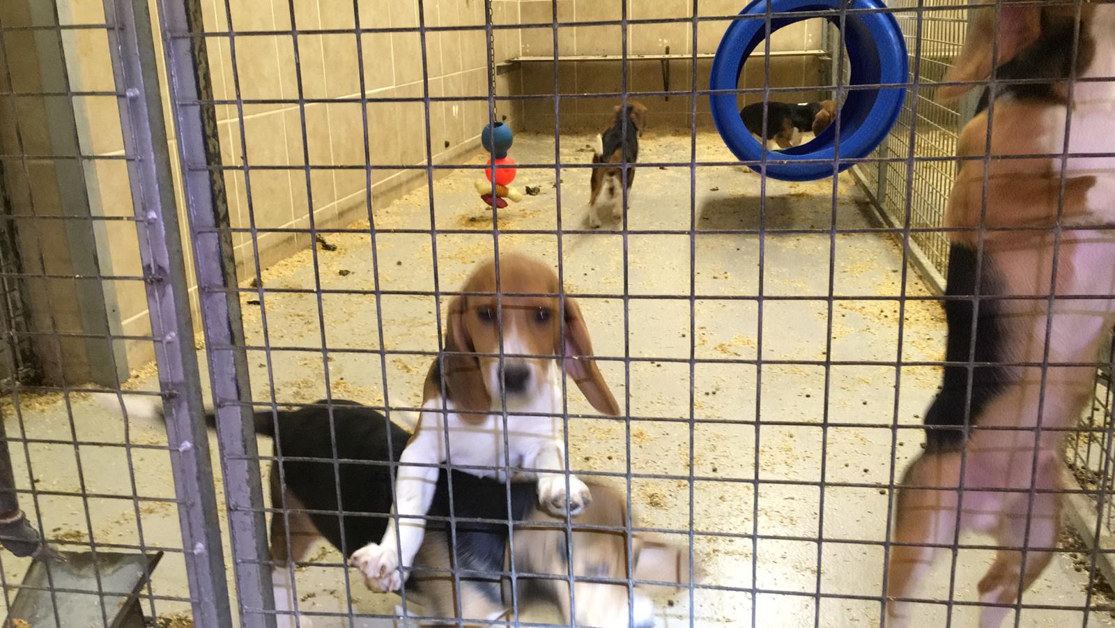 Beagles inside MBR Acres at Wyton near Huntingdon. Photo: Animal Rising