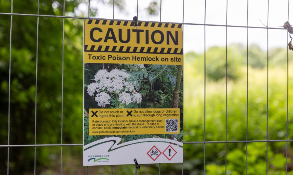 Peterborough City Council told CambsNews: ‘Following the recent identification of poisonous hemlock plants on land at Thorpe Meadows, we have worked to restrict access to this area.’ PHOTO: Terry Harris for CambsNews