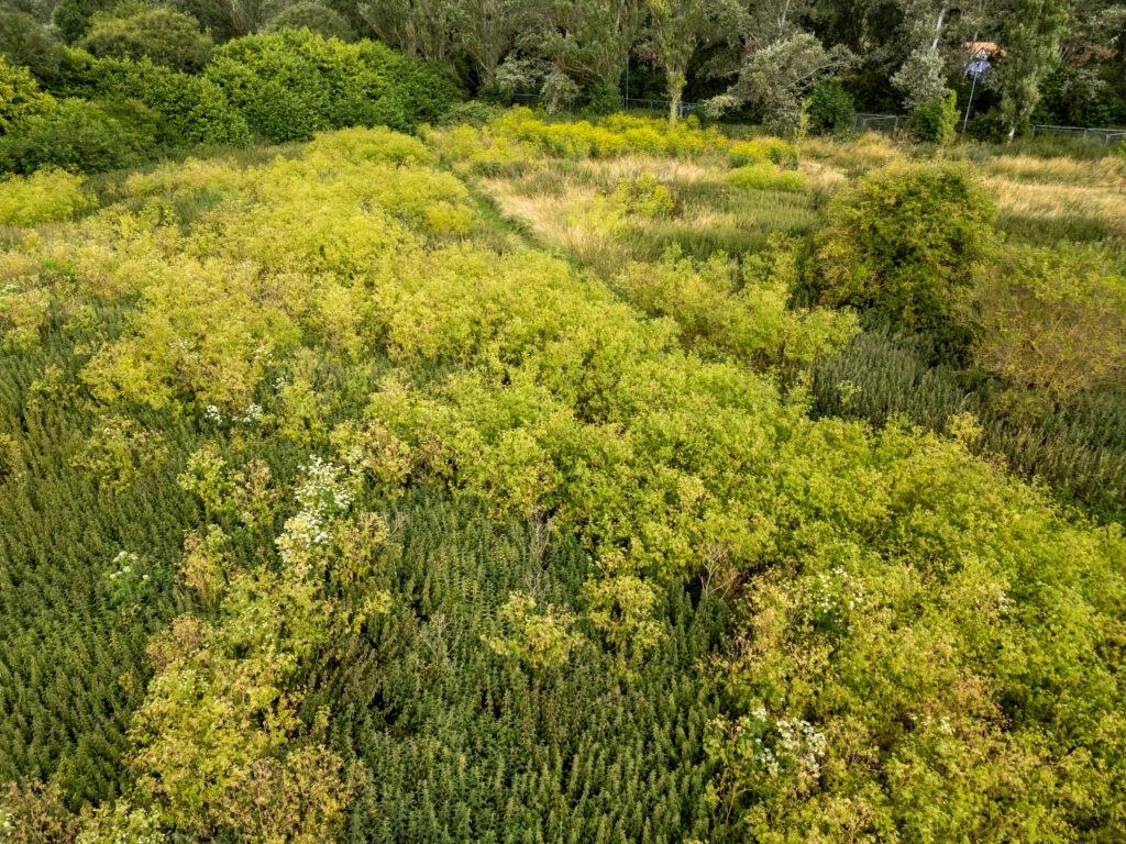 Peterborough City Council told CambsNews: ‘Following the recent identification of poisonous hemlock plants on land at Thorpe Meadows, we have worked to restrict access to this area.’ PHOTO: Terry Harris for CambsNews