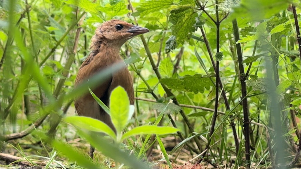 Corncrake chick at Welney. PHOTO: Billy Heaney