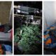 Picture of the cannabis seized in Warboys and living conditions for those growing the estimated £360,000 worth of plants.